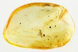 Fossil Rove Beetle (Euaesthetinae) in Baltic Amber #284674-1
